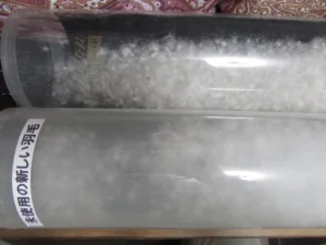 透明な筒に入った新しい羽毛と古い羽毛