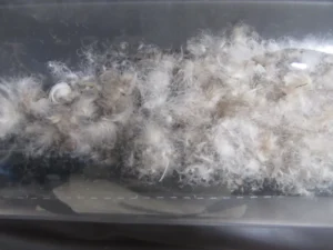 透明な筒に入った羽毛