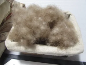 アイダーダック