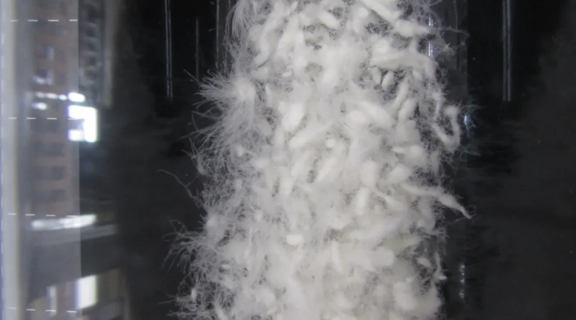 羽毛がダマになっている