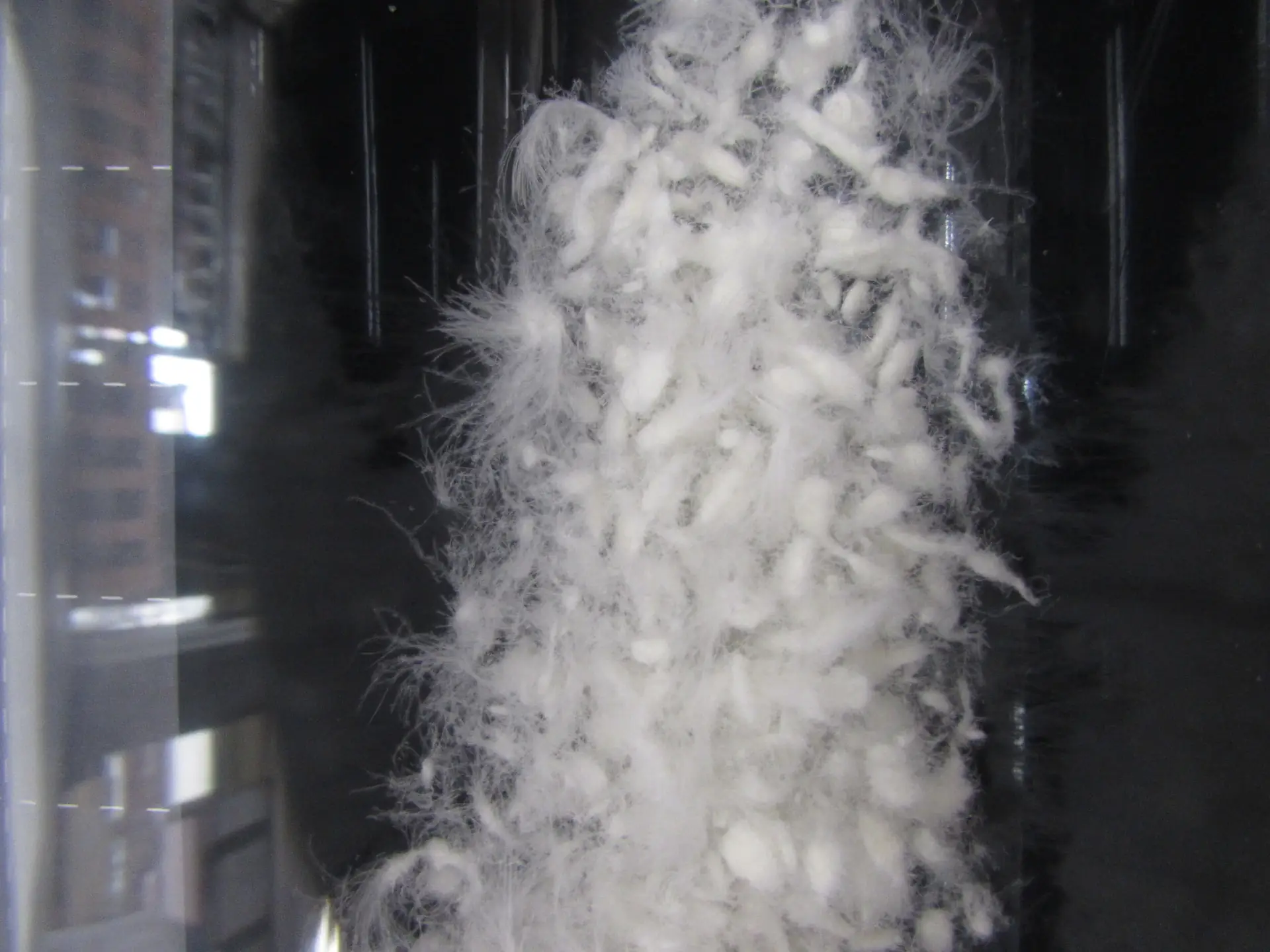 羽毛がダマになっている