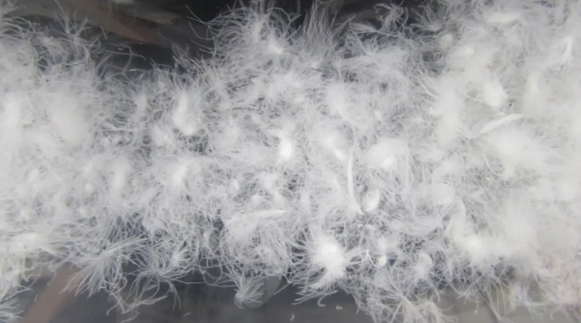 透明な入れ物に入った羽毛