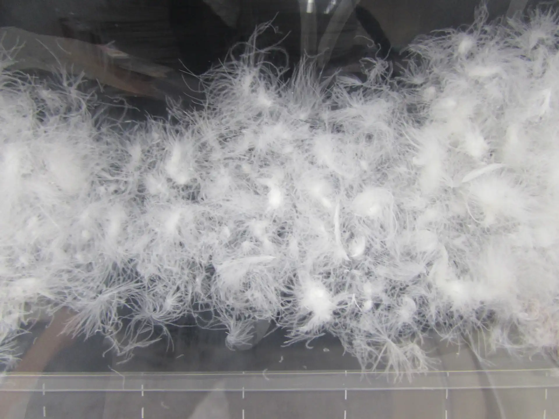 透明な入れ物に入った羽毛