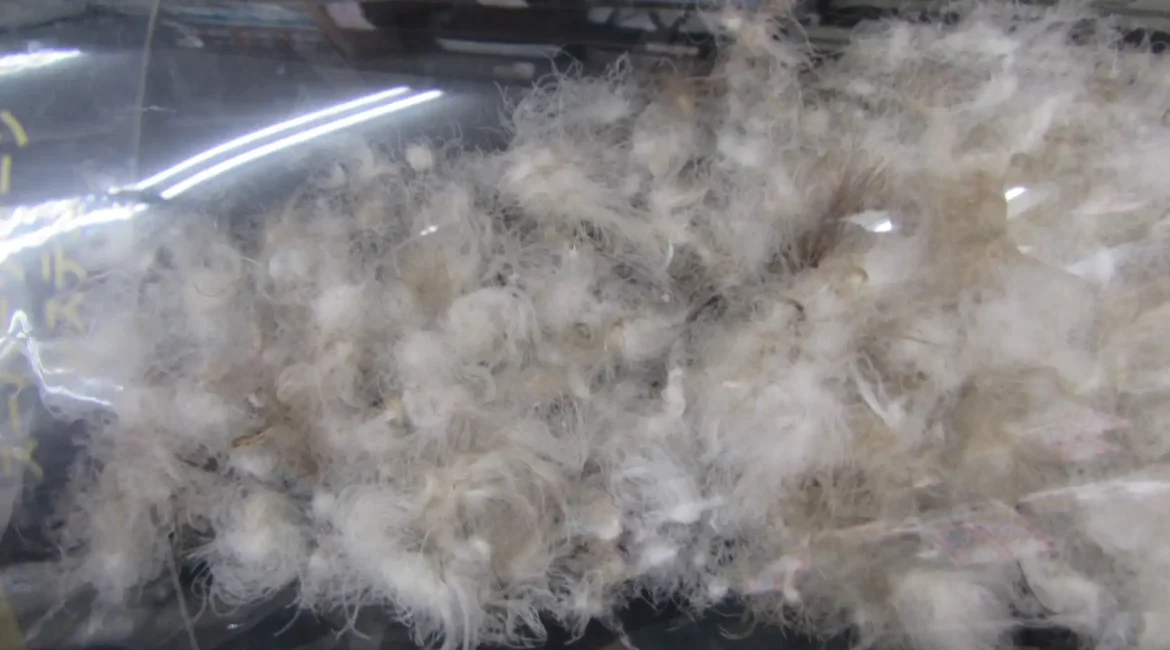 透明な筒に入った羽毛