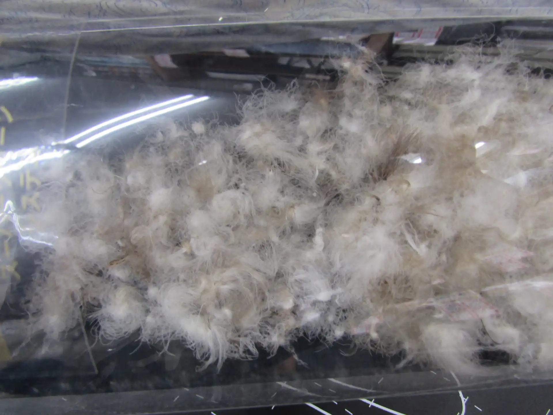 透明な筒に入った羽毛