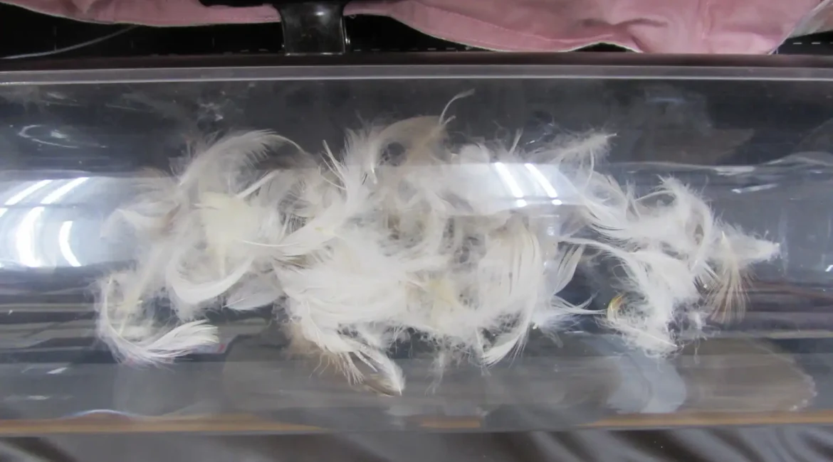 透明なケースに入った羽毛