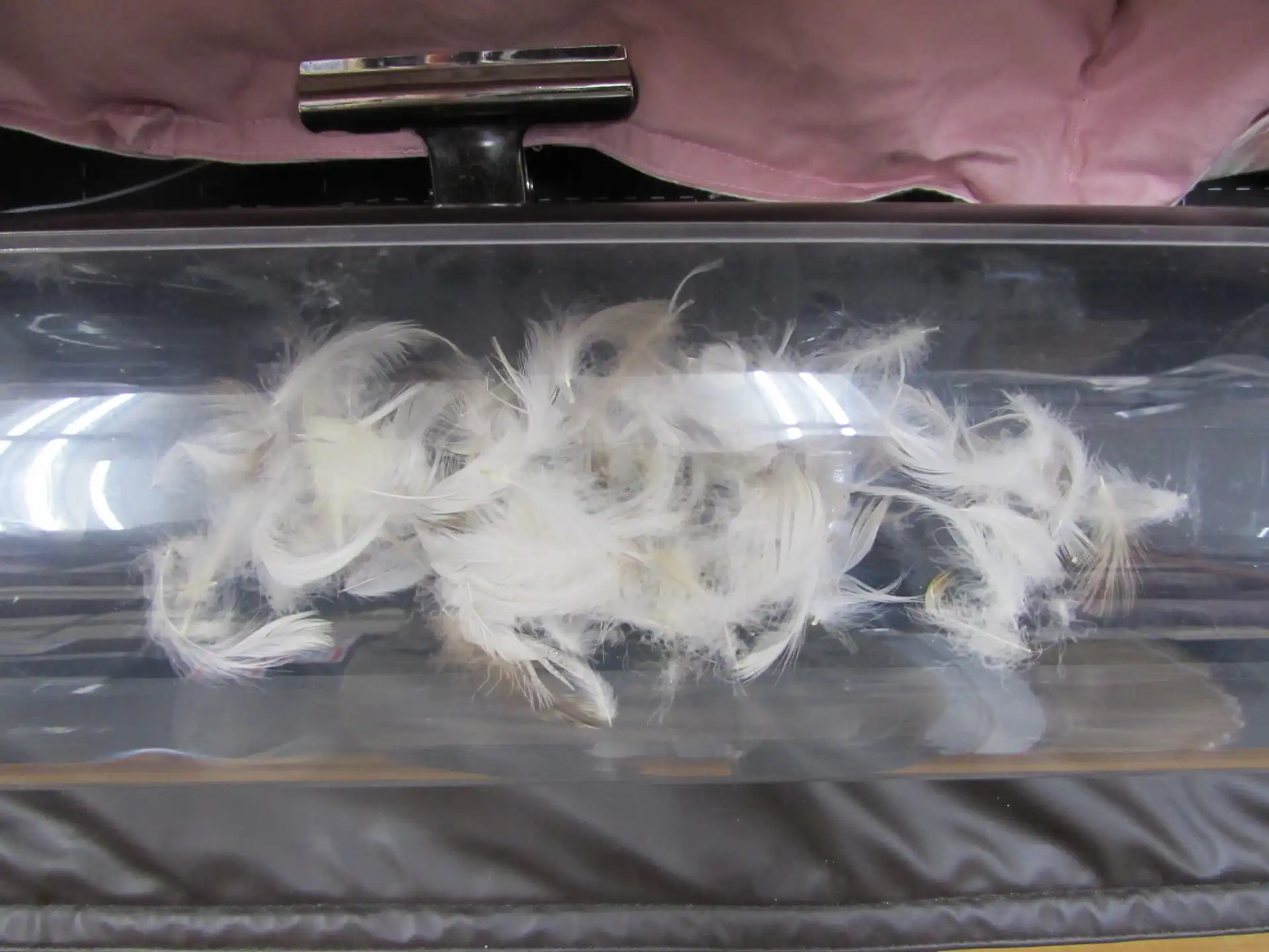 透明なケースに入った羽毛