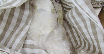 生地が破け羽毛が出てきている